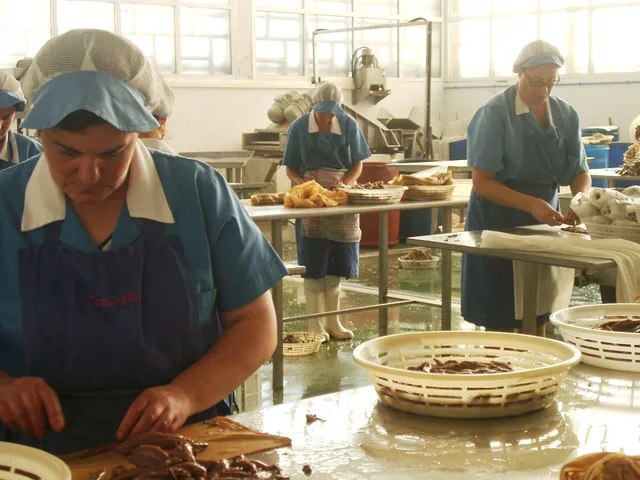 Trabajadoras manipulando anchoas en una fábrica de Santoña en 2005
