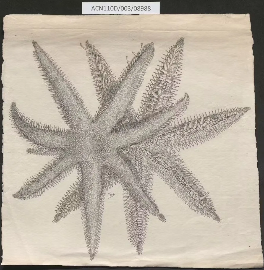 Lámina con dos vistas de una estrella de mar, detalle de las espinas, firma de Vega y signatura ACN110D/003/08988