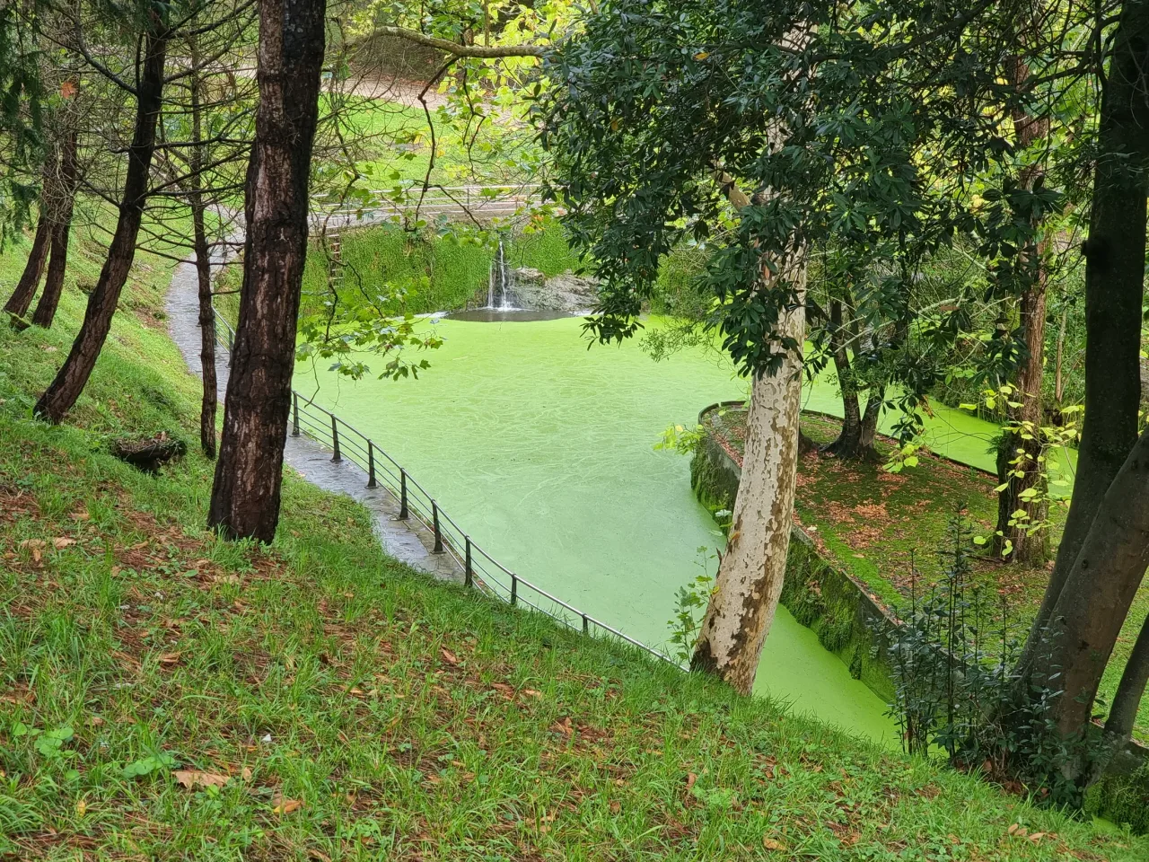 Estanque de Mataleñas visto entre troncos desde una ladera arbolada